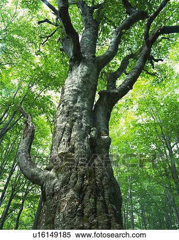 Tree trunk in a forest View Large Photo Image Stock Photography - Tree trunk in a forest. Fotosearch
