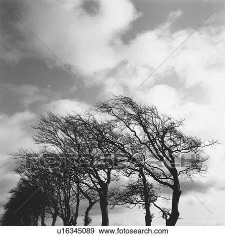 Trees Blowing in Wind View Large Photo Image Stock Photo - Trees Blowing in Wind . Fotosearch