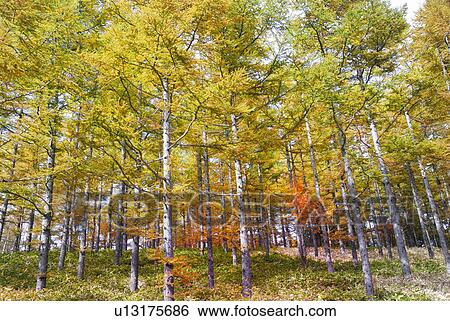 Trees in Autumn, Yachiho, Nagano, Japan View Large Photo Image Stock Photograph - Trees in Autumn, Yachiho, Nagano, Japan. Fotosearch