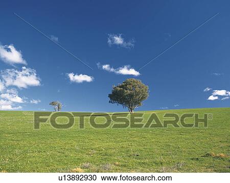 Trees in field, Australia View Large Photo Image Stock Image - Trees in field, Australia. Fotosearch