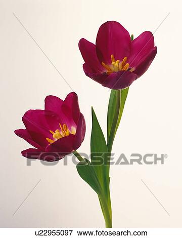 Tulips View Large Photo Image Stock Photo - Tulips. Fotosearch