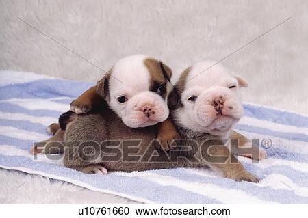 Two bulldog puppies on towel View Large Photo Image Stock Image - Two bulldog puppies on towel. Fotosearch