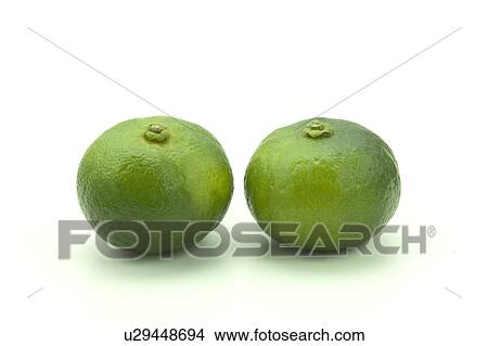 Picture - Two Citrus Depressa fruits. Fotosearch