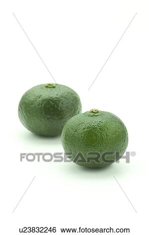 Stock Photograph - Two Citrus Depressa fruits. Fotosearch