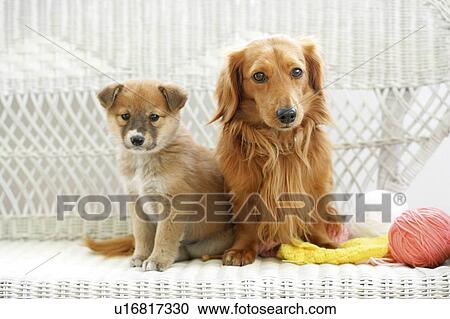 Stock Image - Two dogs sitting on sofa. Fotosearch