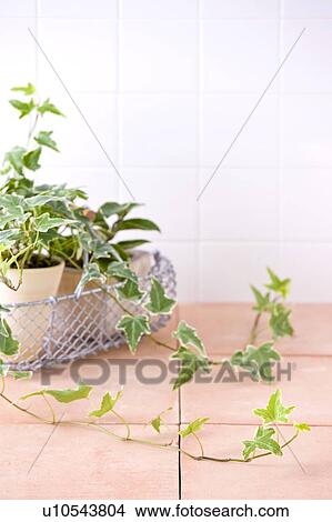 Two potted plants in basket placed on floor View Large Photo Image Picture - Two potted plants in basket placed on floor. Fotosearch