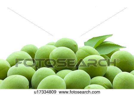 Unripe Plums View Large Photo Image Stock Photo - Unripe Plums. Fotosearch