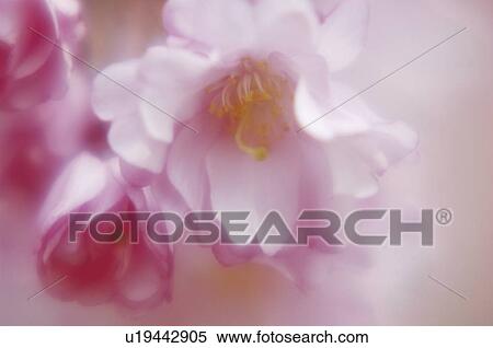 Weeping higan cherry tree blossoms View Large Photo Image Stock Photography - Weeping higan cherry tree blossoms. Fotosearch