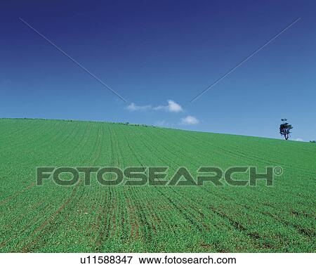 Stock Photo - Wheat field. Biei-machi, Hokkaido, Japan. Fotosearch