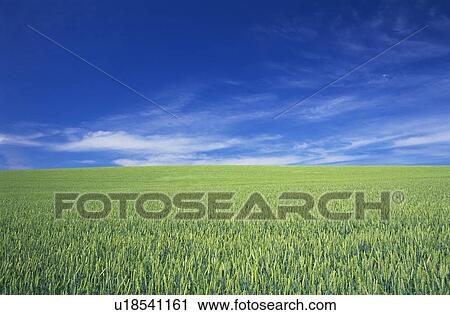 Wheat field View Large Photo Image Stock Image - Wheat field. Fotosearch