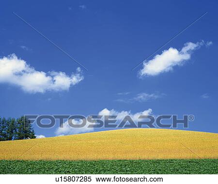 Stock Photography - Wheat fields. Biei-machi, Hokkaido, Japan, . Fotosearch