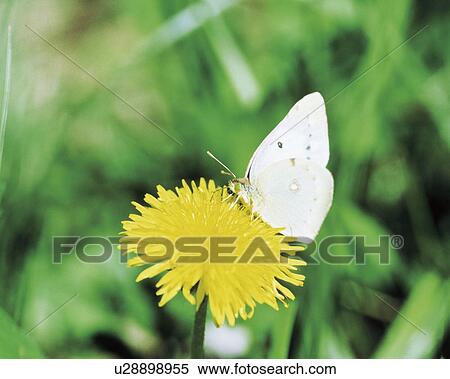 Stock Photography - White butterfly feeding on a dandelion. Fotosearch