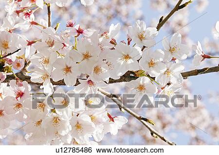 Stock Photograph - White cherry tree blossoms. Fotosearch