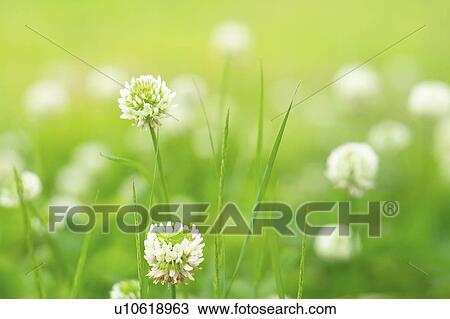 Stock Image - White clover. Fotosearch