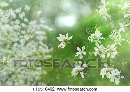 Stock Image - White flowers. Fotosearch