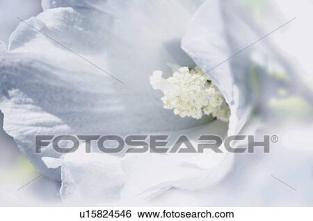 White hibiscus View Large Photo Image Stock Photograph - White hibiscus. Fotosearch