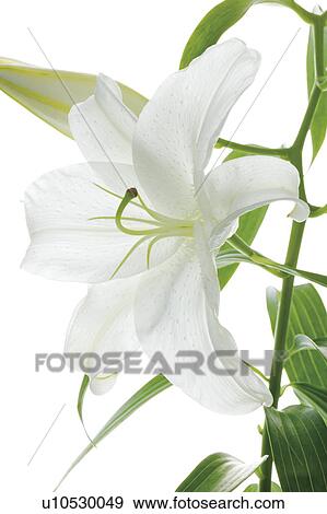 Stock Photo - White lily flower. Fotosearch