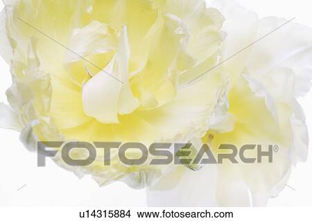 Picture - White tulip flower. Fotosearch