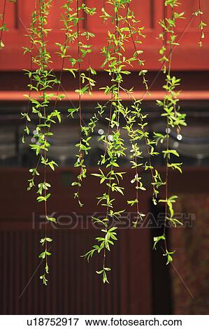 Willow View Large Photo Image Stock Photo - Willow. Fotosearch