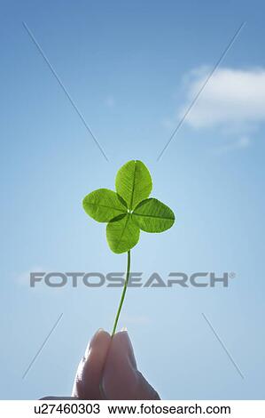 Stock Image - Woman holding Four-leaf clover . Fotosearch