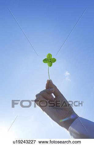 Stock Photo - Woman holding Four-leaf clover . Fotosearch