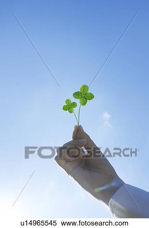 Stock Photography - Woman holding Four-leaf clover . Fotosearch