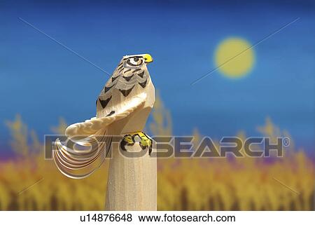 Wood Carving of a Hawk View Large Photo Image Stock Photo - Wood Carving of a Hawk. Fotosearch