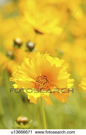 Stock Image - Yellow cosmos flowers. Fotosearch