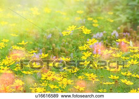 Yellow flowers in garden View Large Photo Image Stock Photo - Yellow flowers in garden. Fotosearch