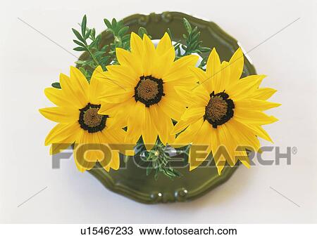 Stock Image - Yellow flowers in pot. Fotosearch