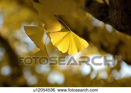 Stock Photograph - Yellow leaves on a gingko tree. Fotosearch