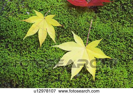 Yellow maple leaves on a bed of moss View Large Photo Image Stock Photo - Yellow maple leaves on a bed of moss. Fotosearch