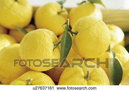 Stock Image - Yuzu Fruits. Fotosearch