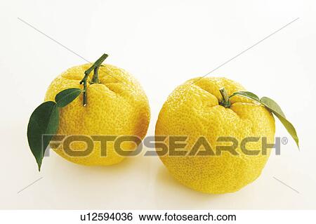 Yuzu Fruits View Large Photo Image Stock Photograph - Yuzu Fruits. Fotosearch