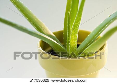 Stock Photography - Aloe. Fotosearch