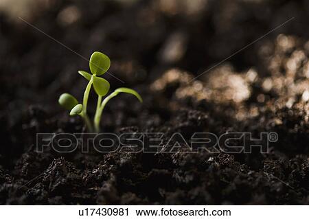 Baby plants View Large Photo Image Stock Image - Baby plants. Fotosearch