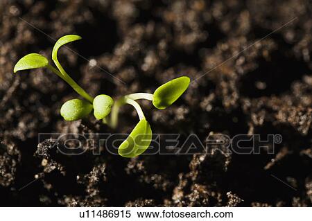 Stock Photography - Baby plants. Fotosearch