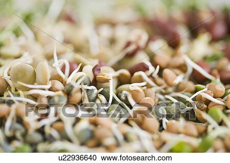 Stock Image - Bean sprouts. Fotosearch
