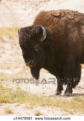 Stock Image - Bison. Fotosearch