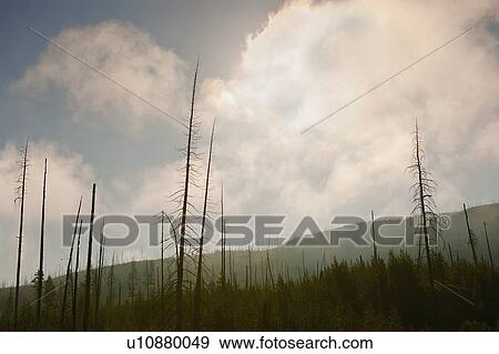 Stock Photo - Burned forest. Fotosearch