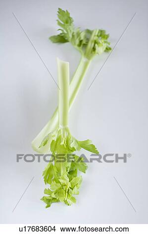 Picture - Celery. Fotosearch