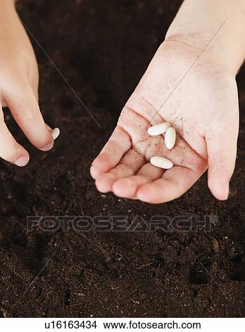 Child holding seeds View Large Photo Image Picture - Child holding seeds. Fotosearch