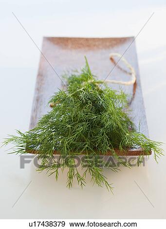 Stock Photo - Dill. Fotosearch