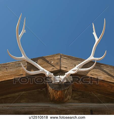 Stock Photo - Elk antlers. Fotosearch