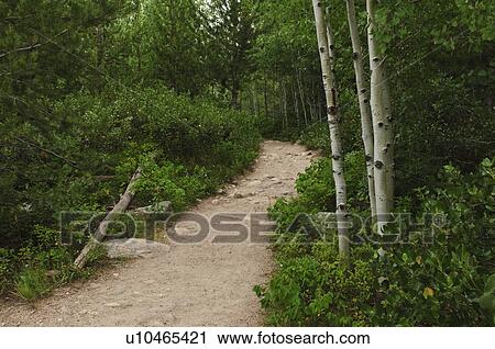 Stock Image - Forest path. Fotosearch