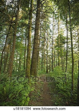 Forest View Large Photo Image Picture - Forest. Fotosearch