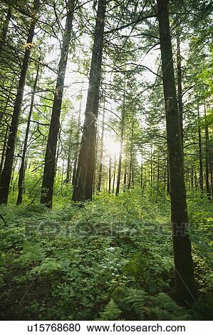 Stock Image - Forest. Fotosearch