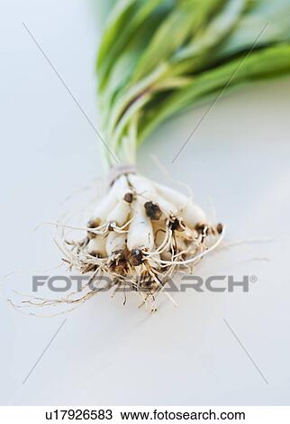 Green onions View Large Photo Image Stock Image - Green onions. Fotosearch