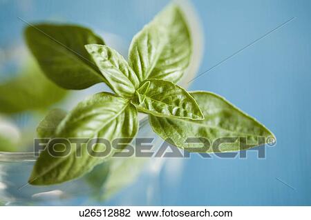 Stock Image - Herb basil. Fotosearch