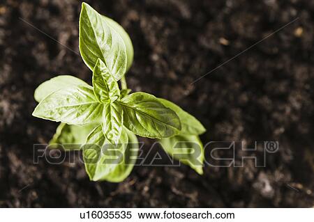 Herb basil View Large Photo Image Stock Photography - Herb basil. Fotosearch